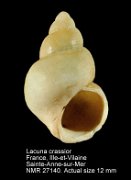 Lacuna crassior (2)